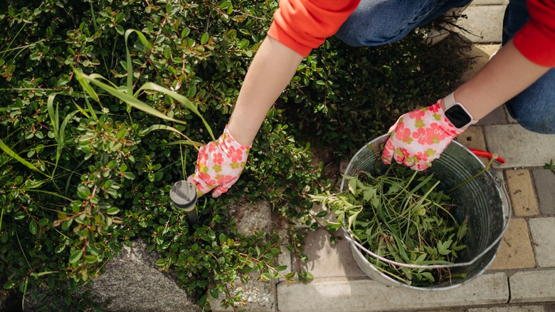 gardener pulling weeds