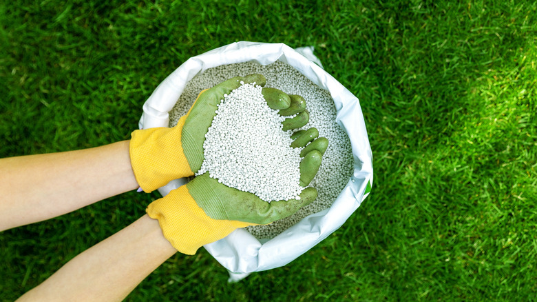 person holding lawn fertilizer granules