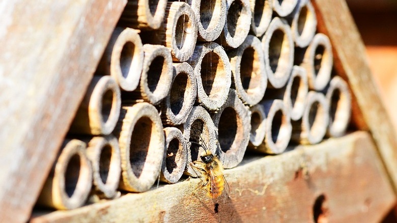 mason bee on backyard nest