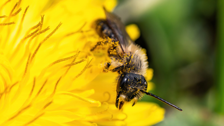 mason bee covered in pollen