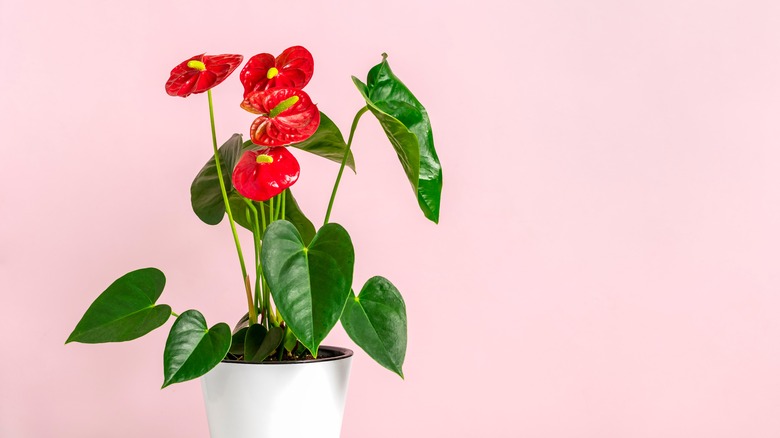 anthurium houseplant