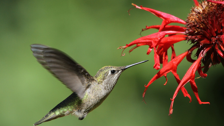 Hummingbird feeds from wild bergamot