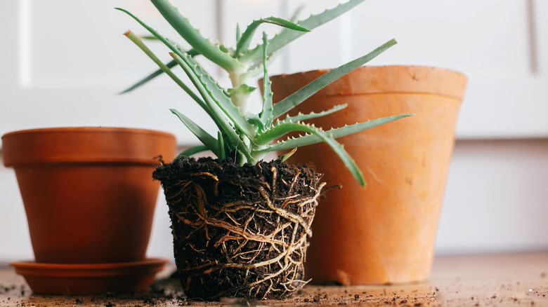 aloe vera root-bound