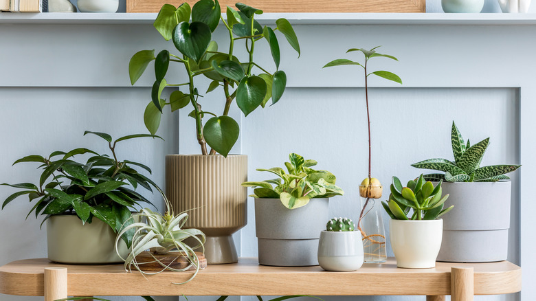 wooden table with houseplants