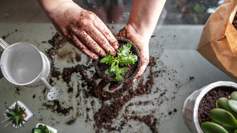 Potting a plant