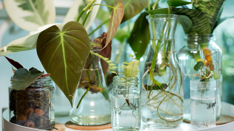 plant cuttings in water