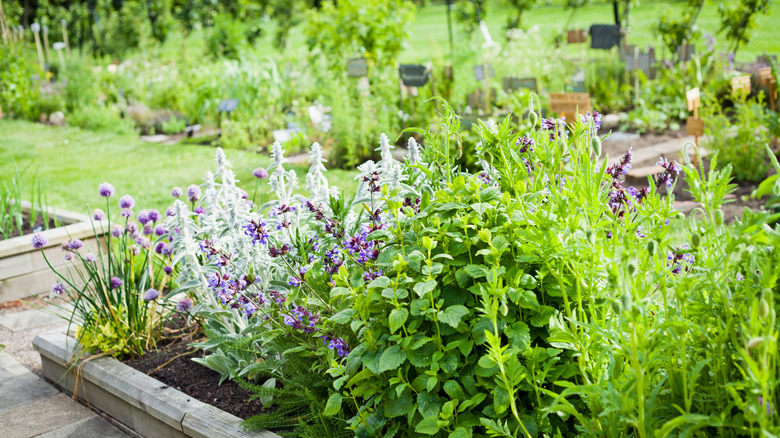 herb garden