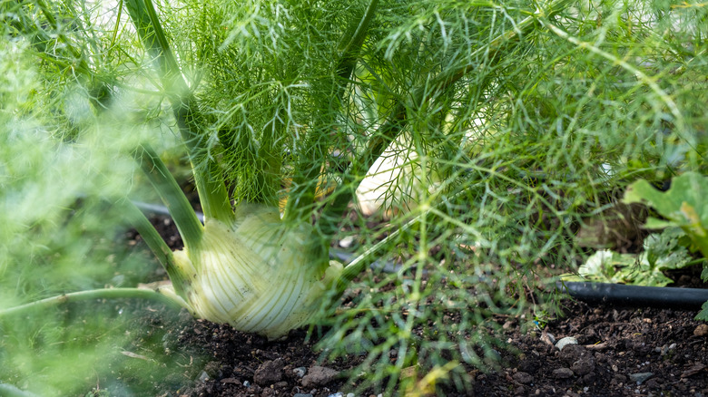 close up of organic fennel growing in soil