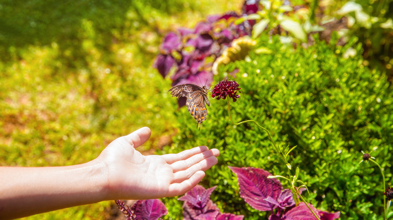 reaching out to butterfly on spicebush