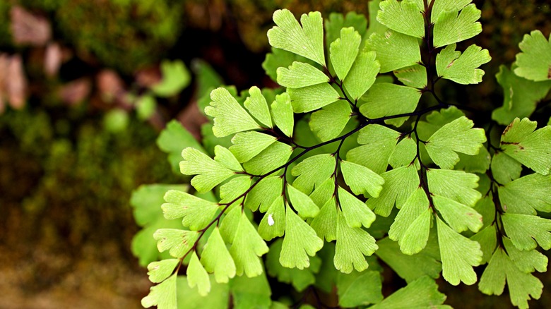 maidenhair fern  in pot