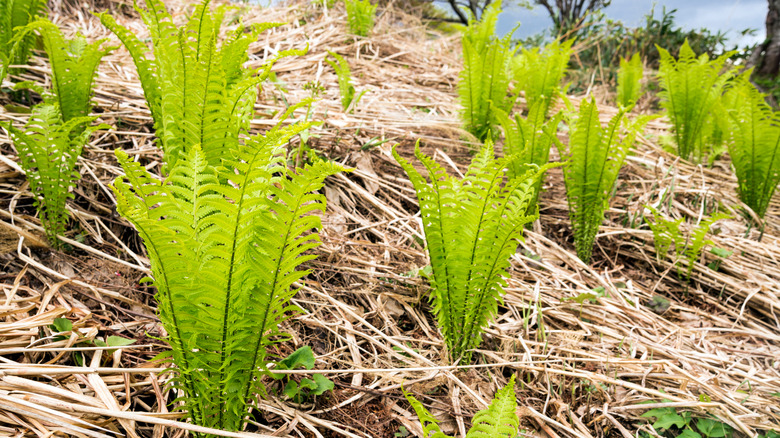 ostrich fern leafs among dead grasses