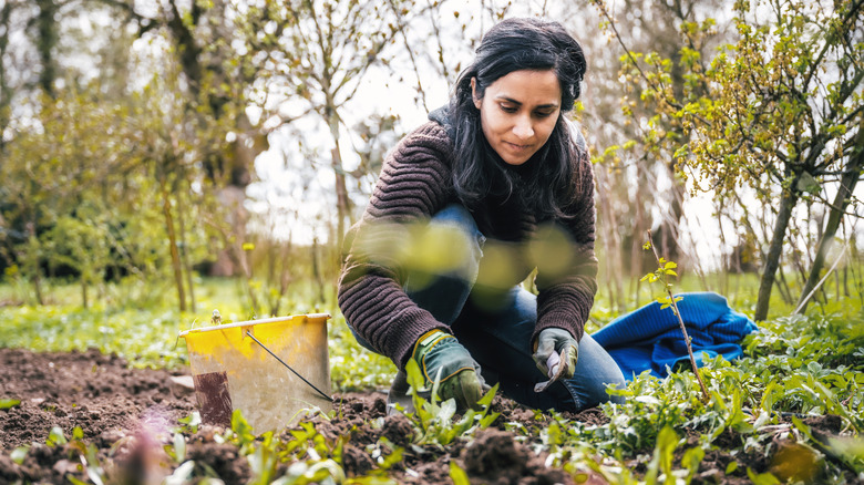 woman digging up weeds 