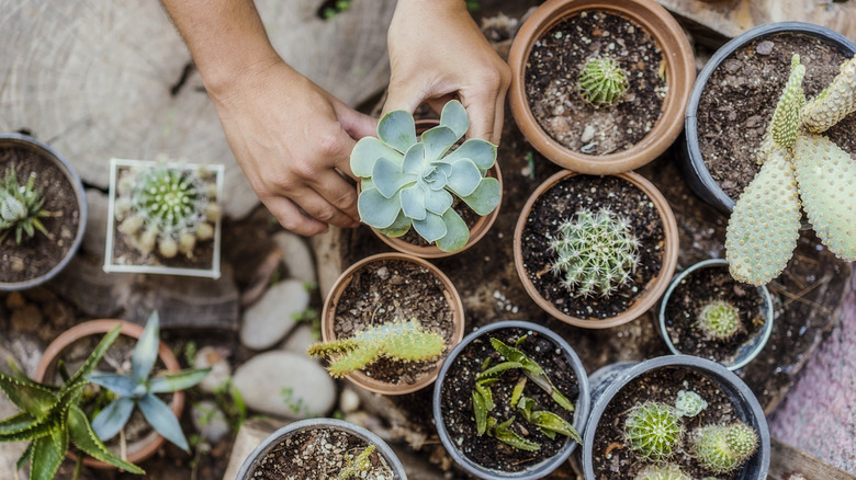 Cacti and succulents in pots