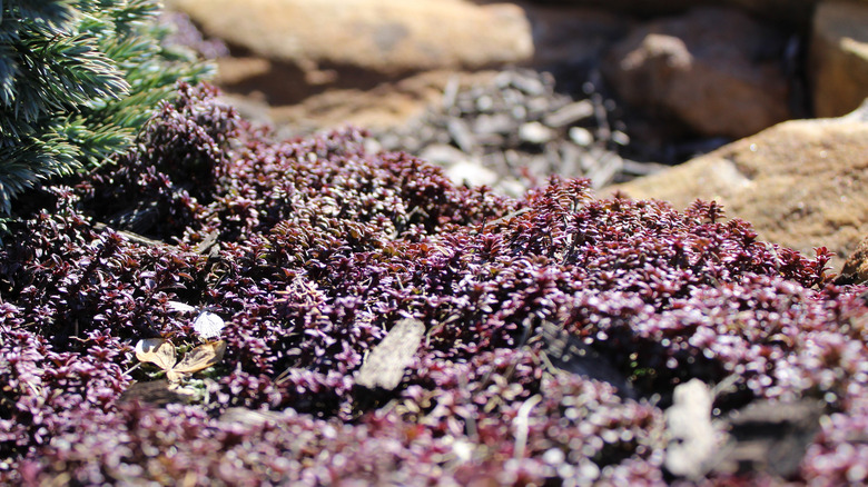 Creeping thyme growing