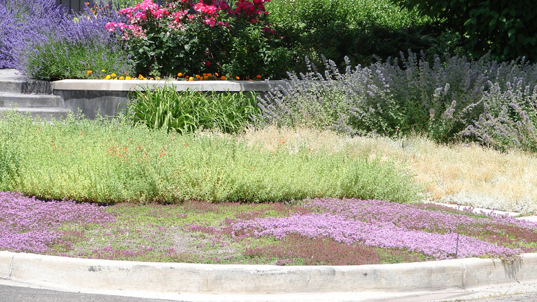 Creeping thyme in landscape