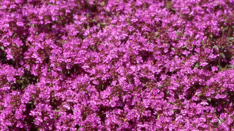 Red creeping thyme spreading