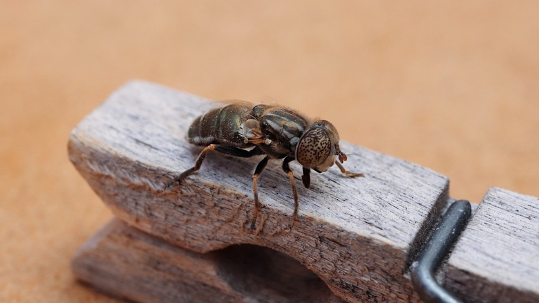 bug resting on a clothespin