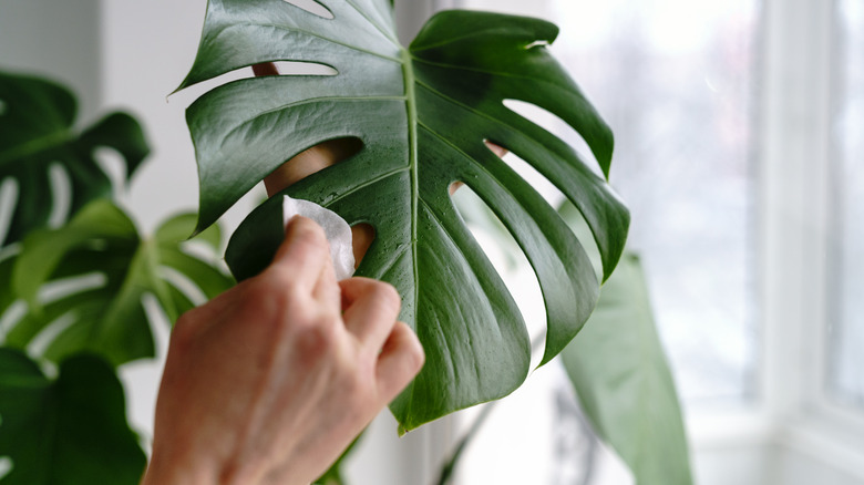 wiping down plant with baby wipe