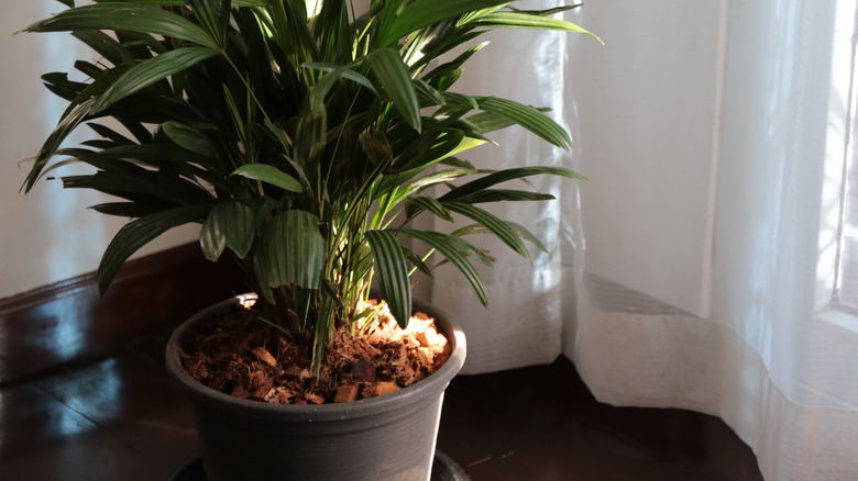 potted Rhapis excelsa by window