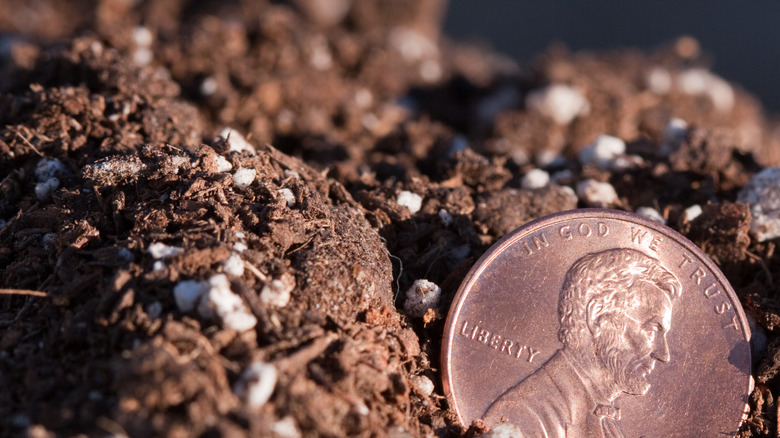 Penny in soil