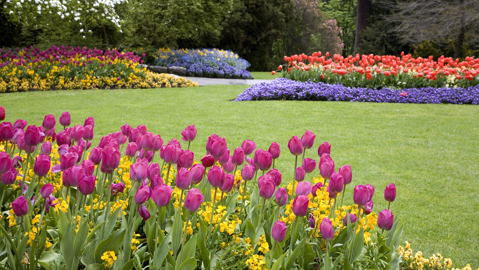 Why You'll Want To Grow Amsonia Next To Your Spring Bulbs In The Garden