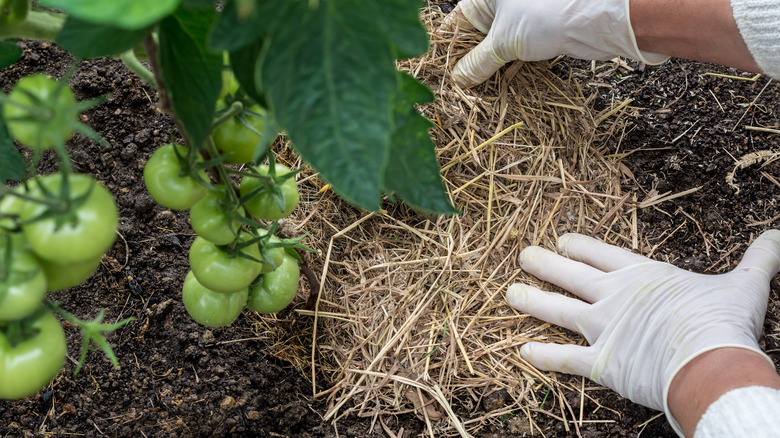 Person mulching tomatoes with straw