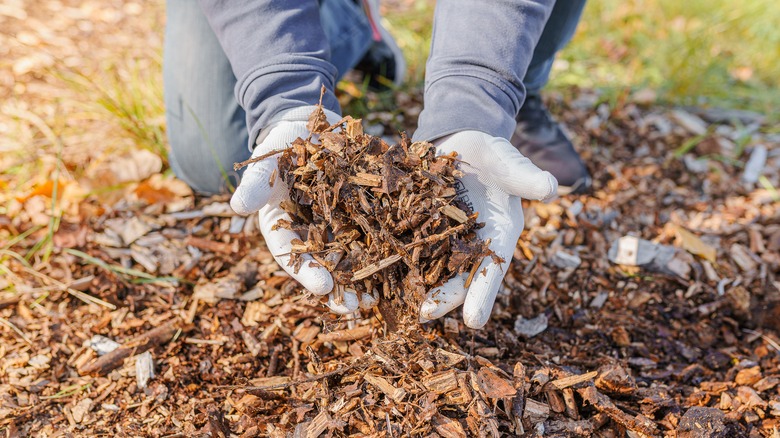 Person's gloved hands holding mulch