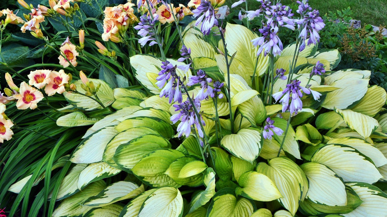 Hosta and daylilies