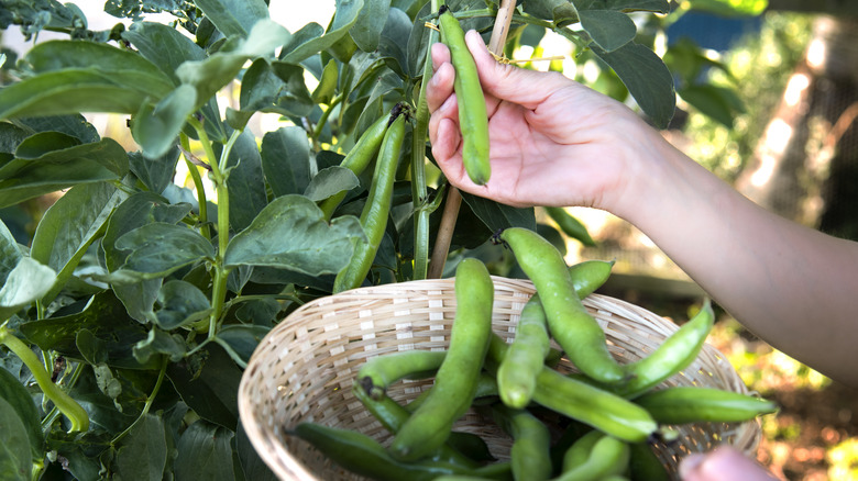 person collecting broad beans
