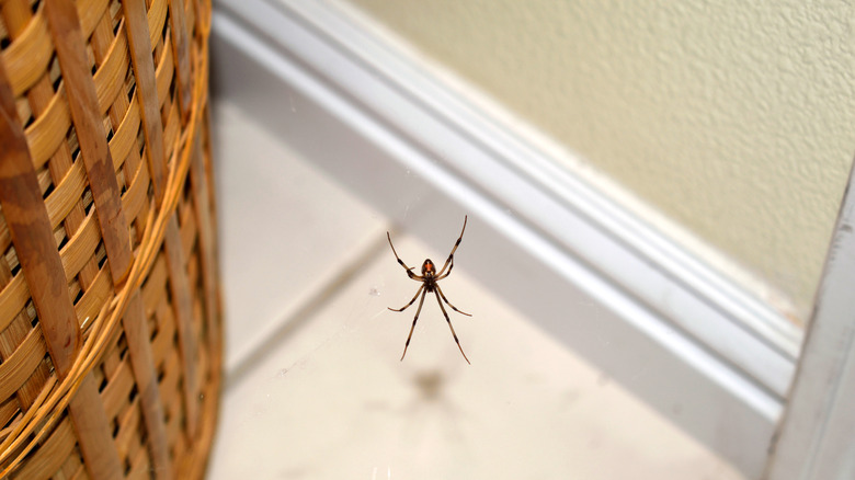 spider next to plant