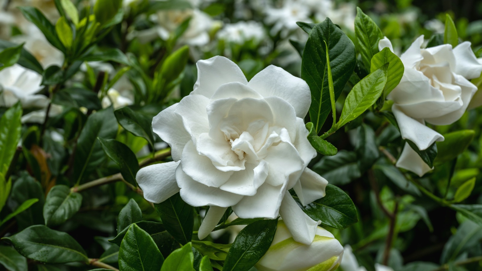 Why You'll Want To Think Twice Before Pairing Gardenias With Roses