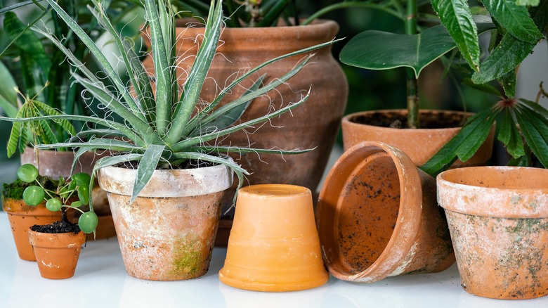 mineral deposits on terra cotta pots 