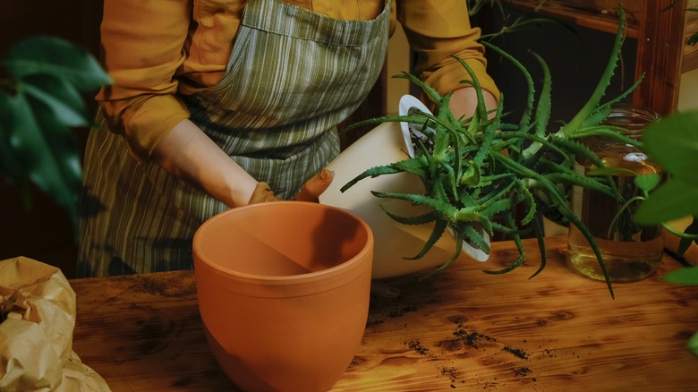 person repotting aloe vera plant