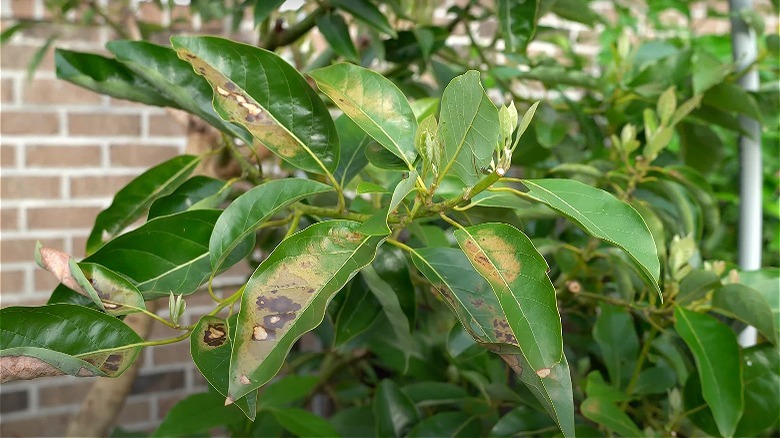 Avocado tree with browning leaves