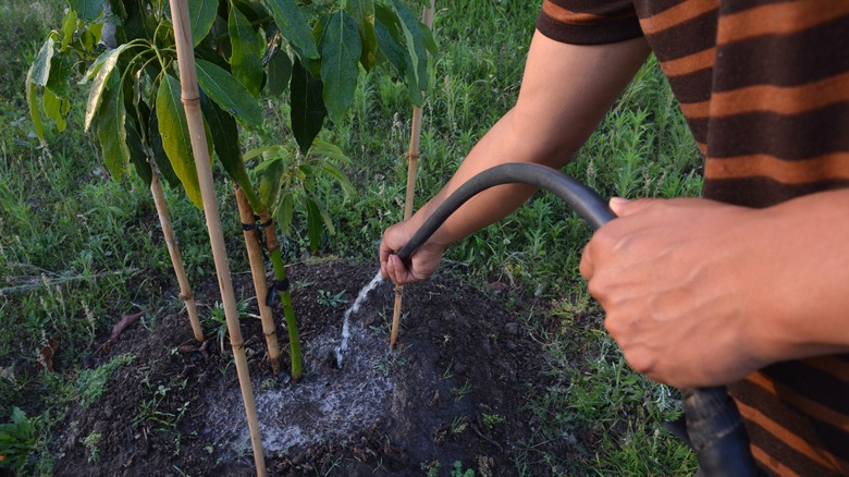 Person watering avocado tree