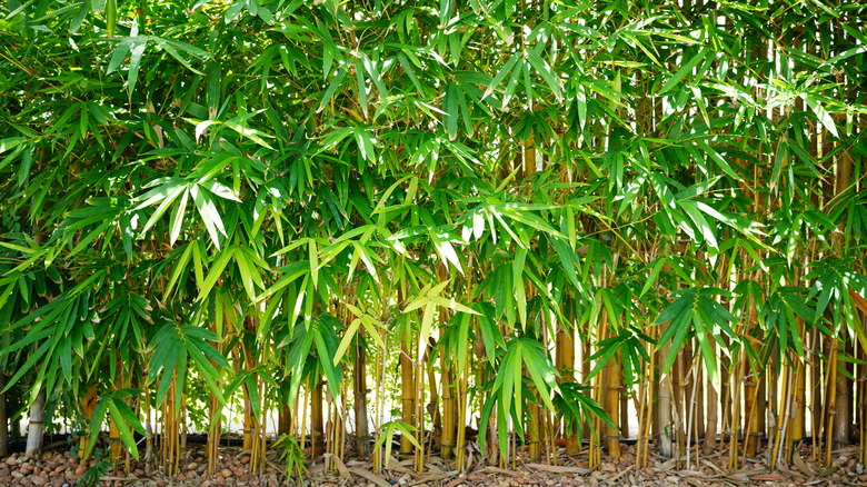 bamboo growing from the ground