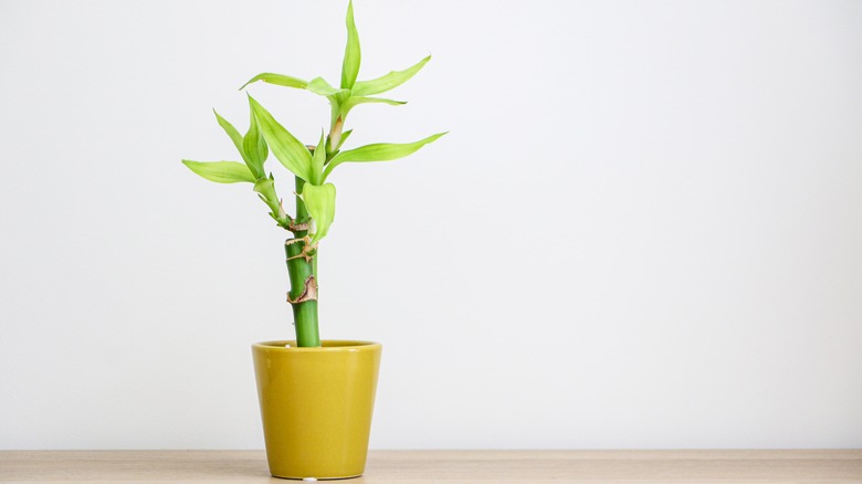 Why Your Bamboo Plants Are Turning Yellow (And The Simplest Way To Fix It)