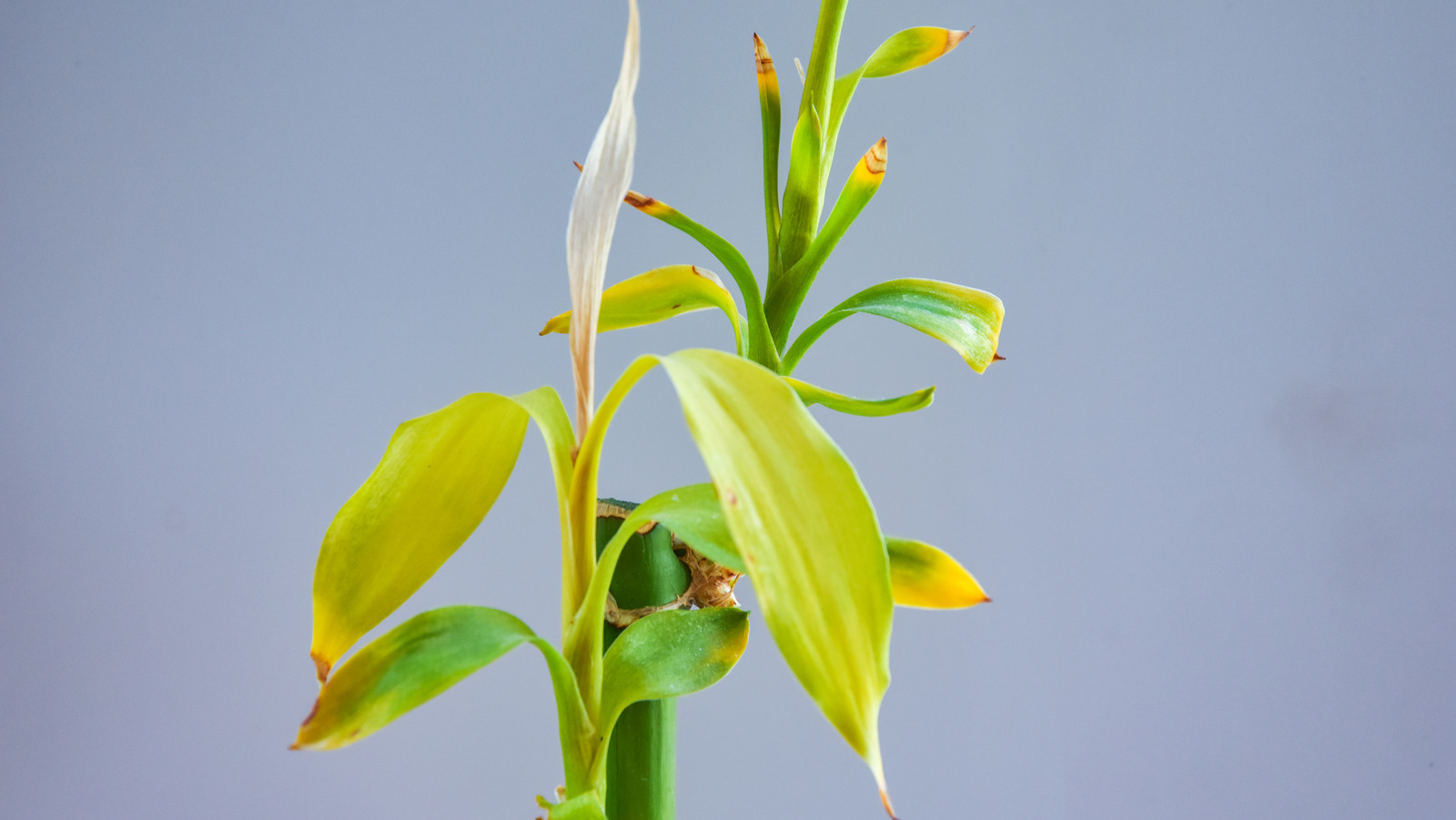 Why Your Bamboo Plants Are Turning Yellow (And The Simplest Way To Fix It)