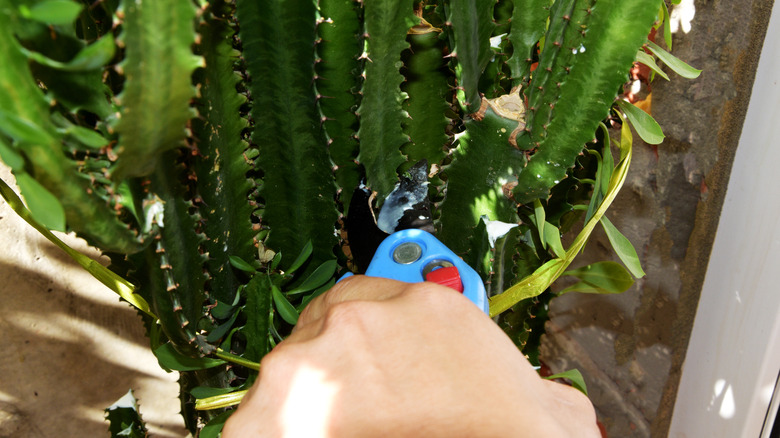 Man using blue shears to cut cactus