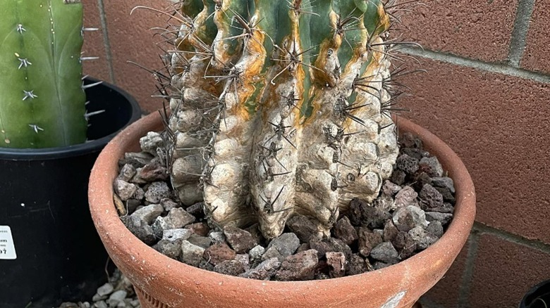 Cactus with substantial corking at base