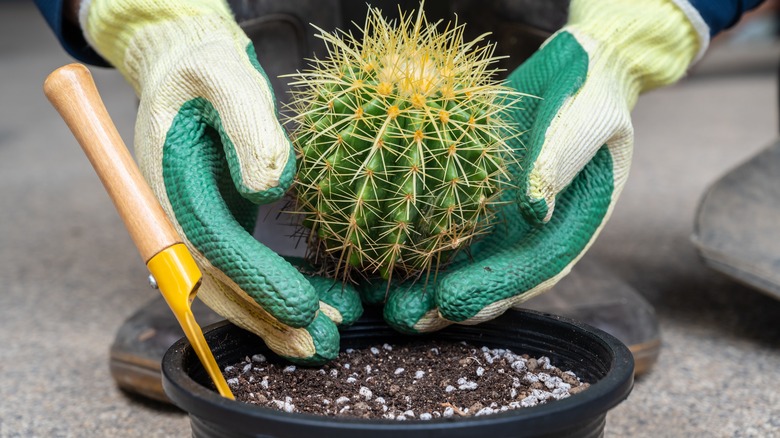 someone repotting cactus