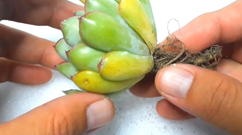 young cactus with yellow leaves