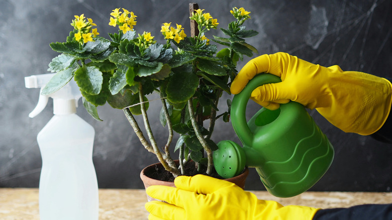 Hands water a Kalanchoe plant