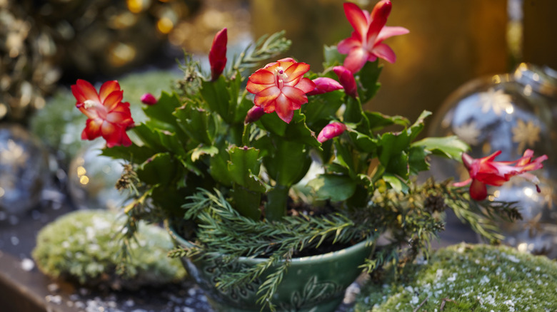 A Christmas cactus in bloom sits on a table.