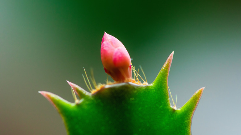 Closeup of a Christmas cactus