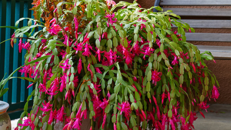 Large Christmas cactus sits on the ground