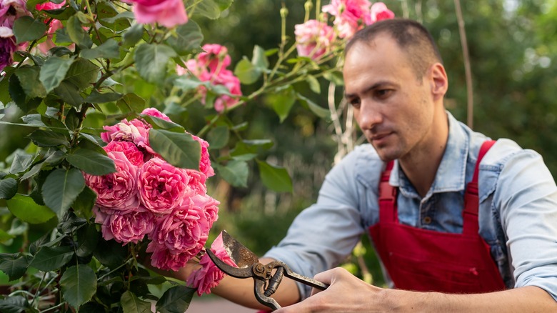 gardener pruning a climbing rose