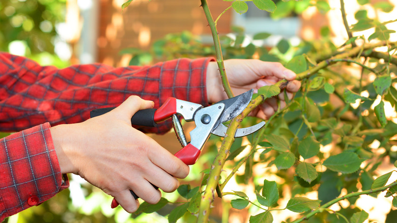 hand with pruning shears on rose