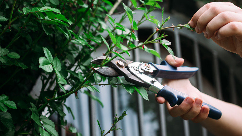 pruning a climbing rose