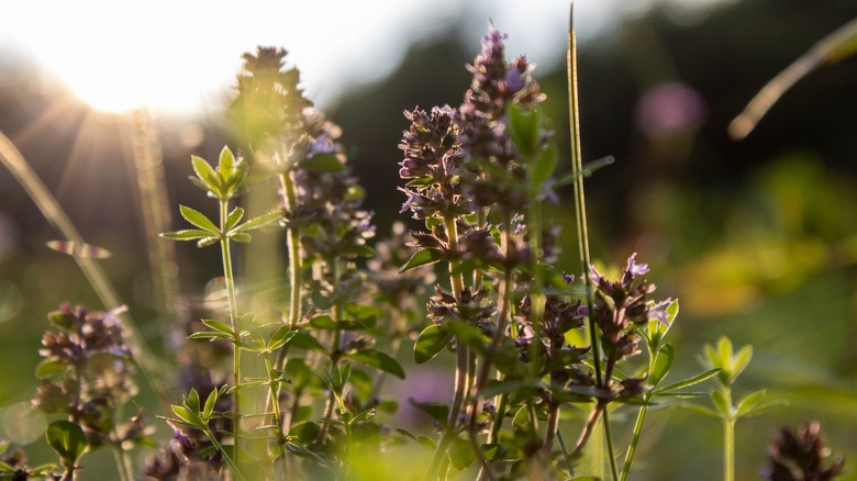 Creeping thyme with some brown leaves and fading blooms